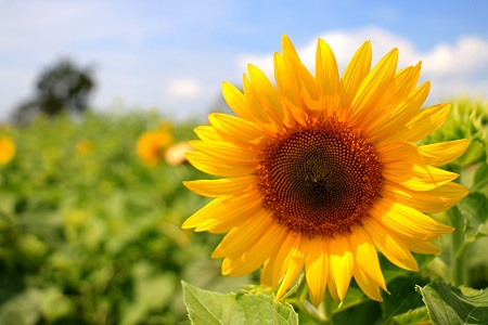 how to plan a funeral sunflower
